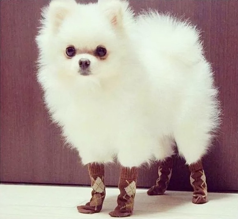 A Pomeranian wearing socks