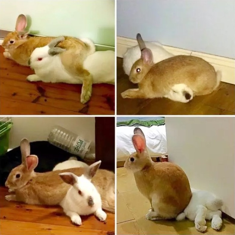 rabbit likes to sit on other rabbit