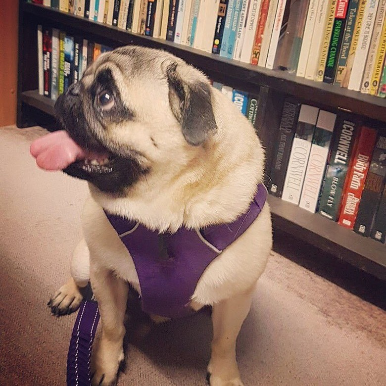 dog stares at people in bookstore