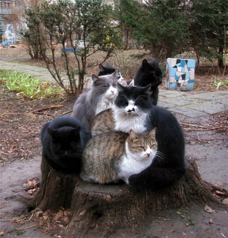 7 cats sitting on the same tree stump