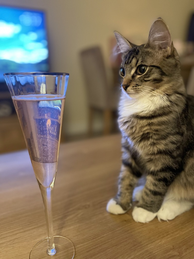 cat sees bubbles for the first time