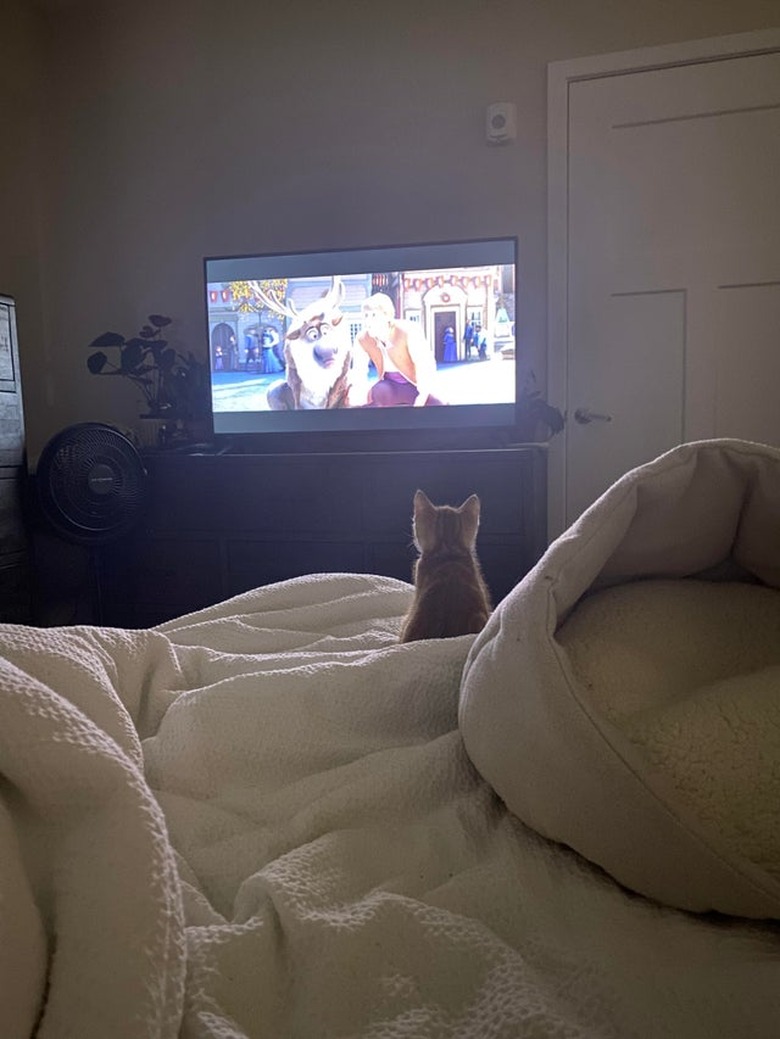 Kitten watching TV