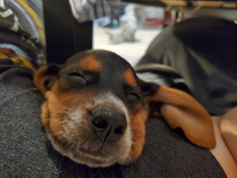 Sleeping puppy