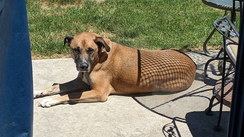 sun shining through grated table makes dog looks like they're wearing fishnet stockings