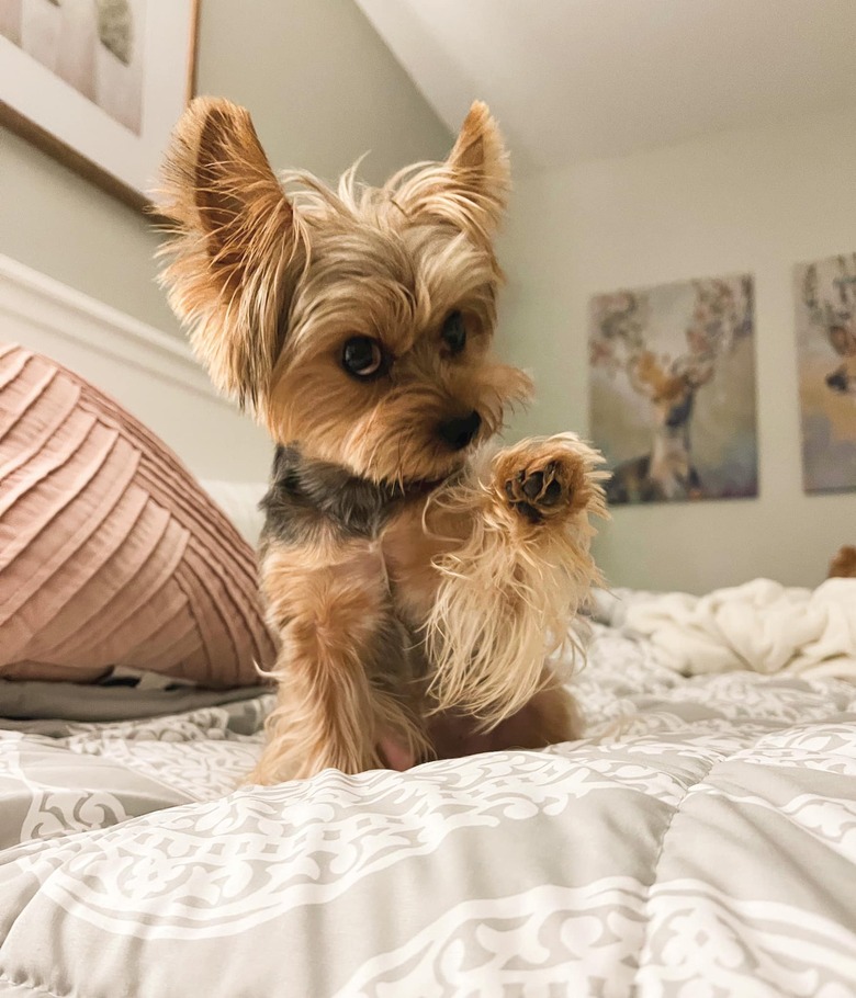 dog points angrily at woman