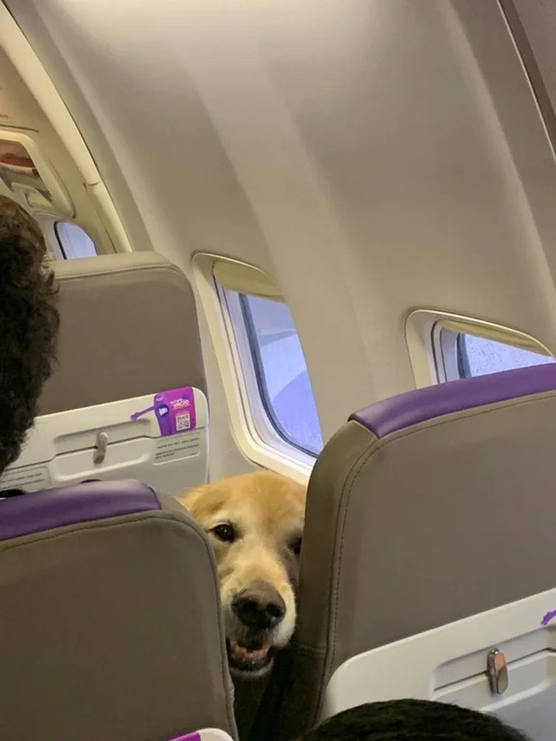 dog on plane reacts to sound of bag of potato chips opening behind them