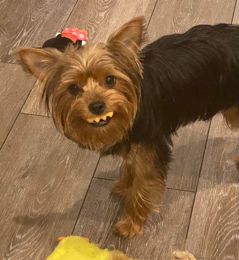 waffle fry is in a dog's mouth, they look like teeth