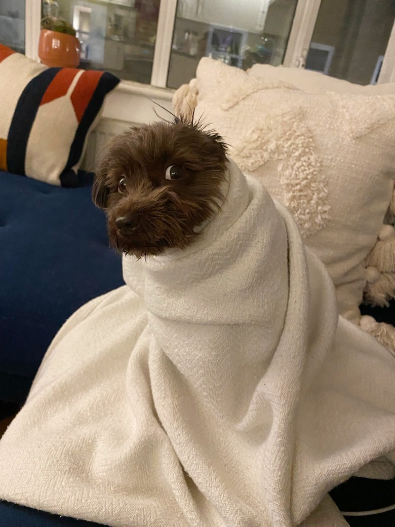 schnauzer dog wrapped in a white blanket like a baby, they are loooking with curious eyes