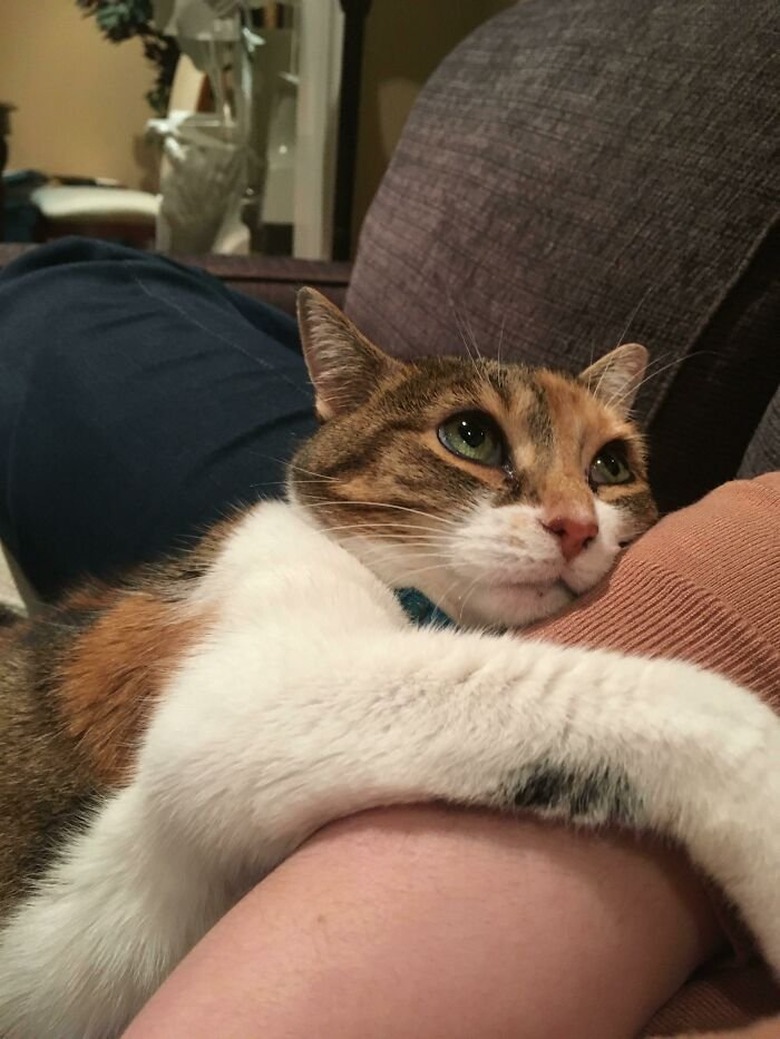 cat wraps themselves around their human and stares longingly while they eat a hamburger