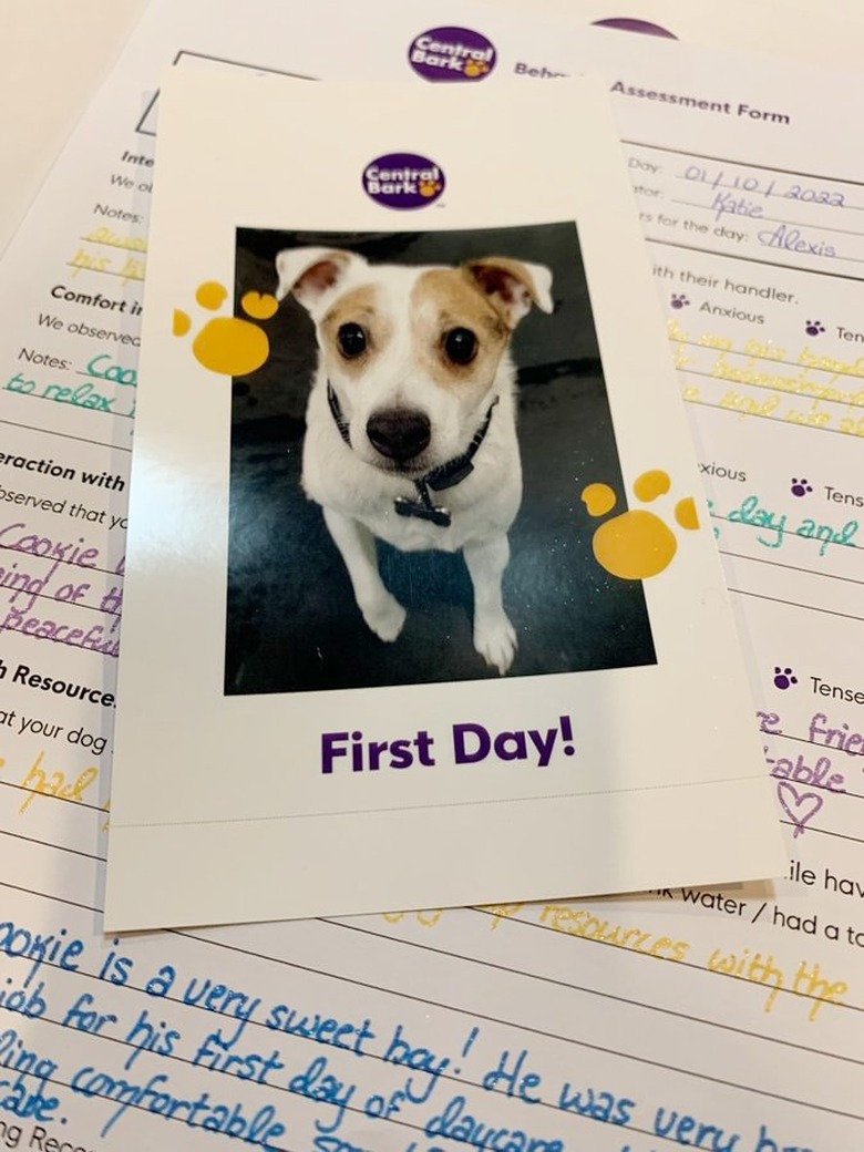 dog celebrates first day at daycare