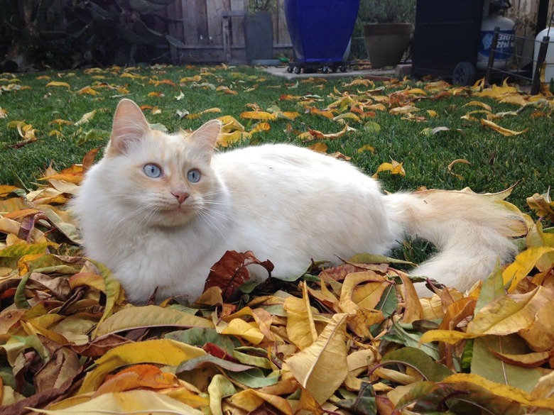 Ragdoll cat in autumn leaves.