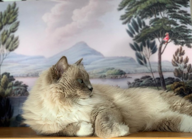 Ragdoll cat posing in front of a painting.