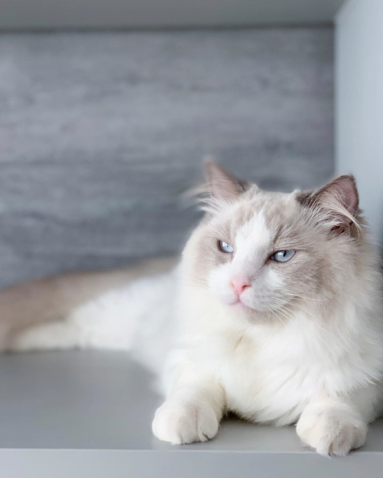 Ragdoll cat relaxing.