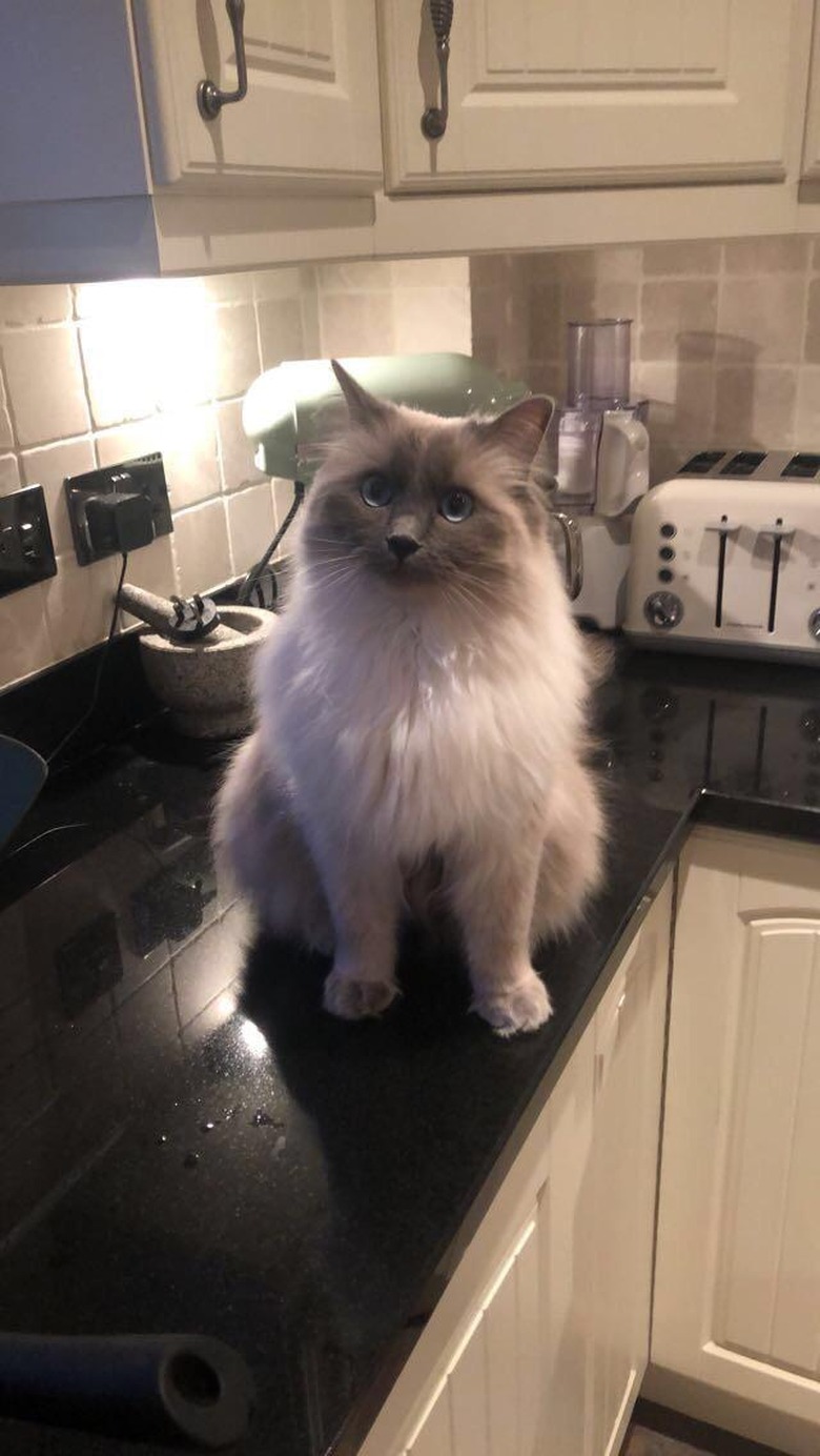 Ragdoll cat on a kitchen counter.