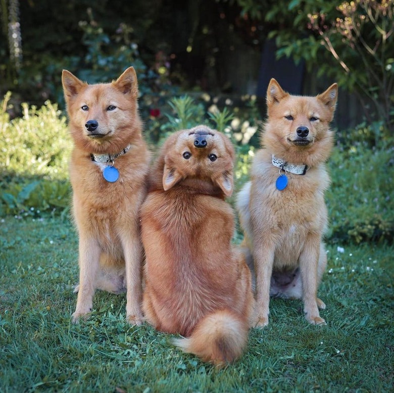 dogs pose for funny portrait