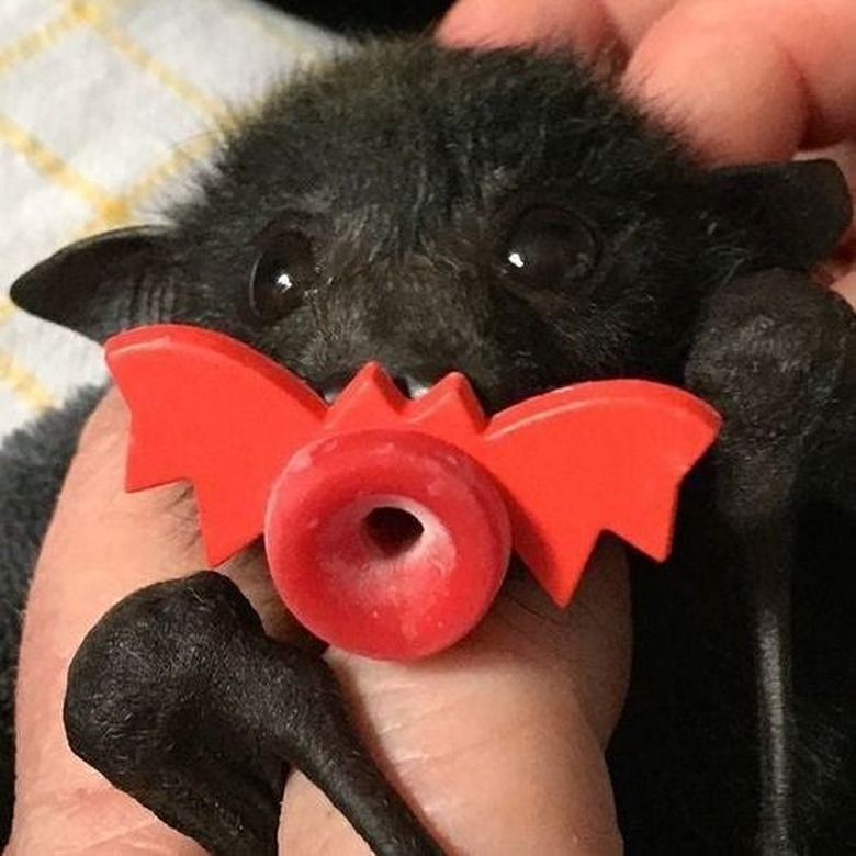 baby bat holding bat-shaped pacifier