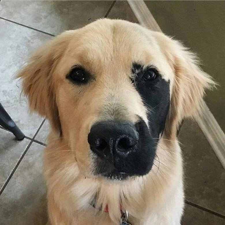 golden retriever with black fur on face