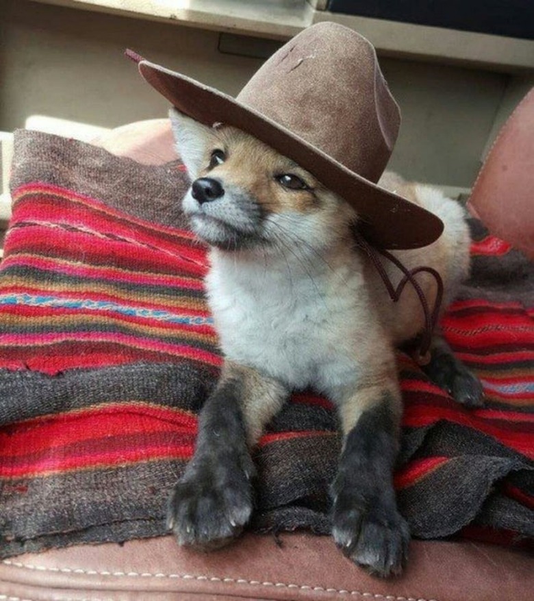 dog wears stetson hat