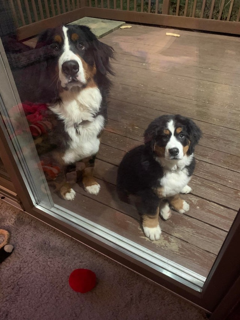 Adult and puppy Bernese mountain dogs sitting outside glass door