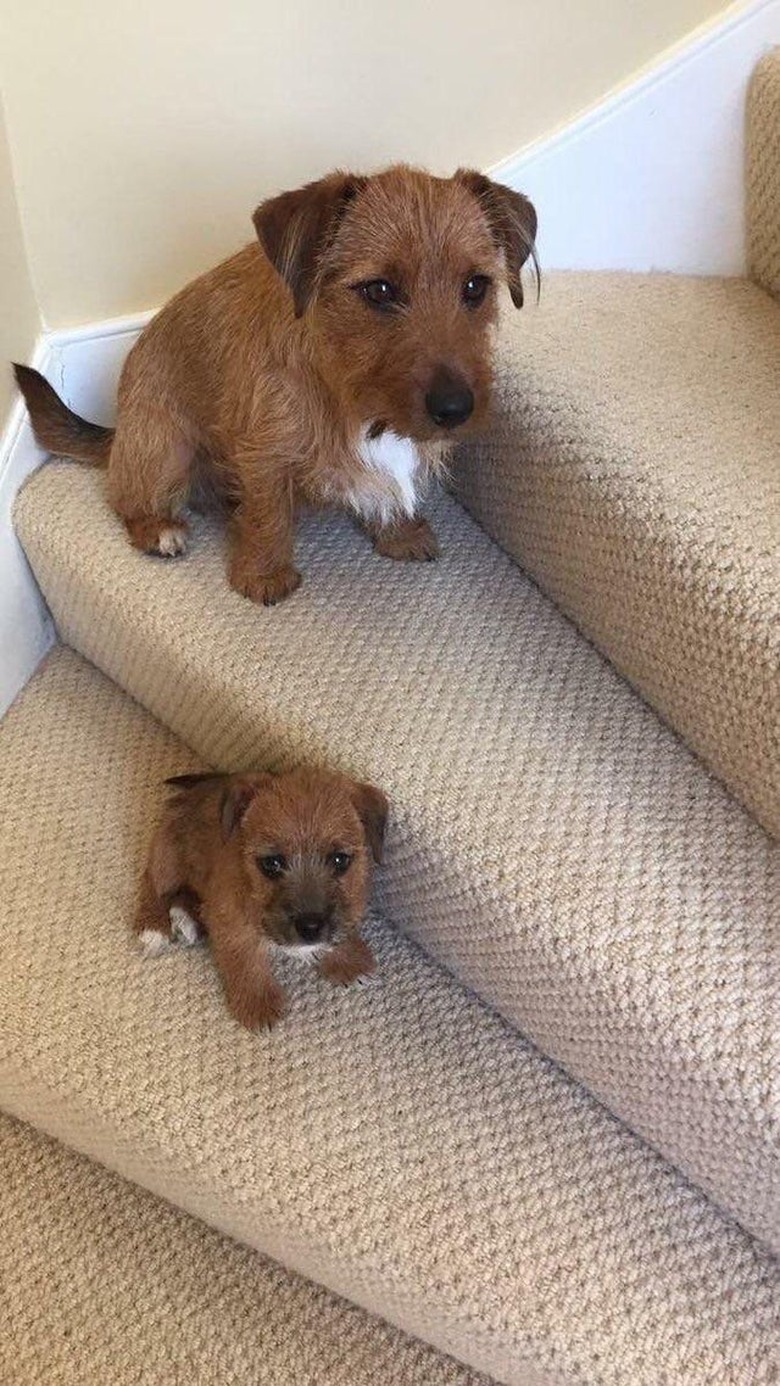 Small brown terrier sitting on staircase, matching puppy sitting on step below