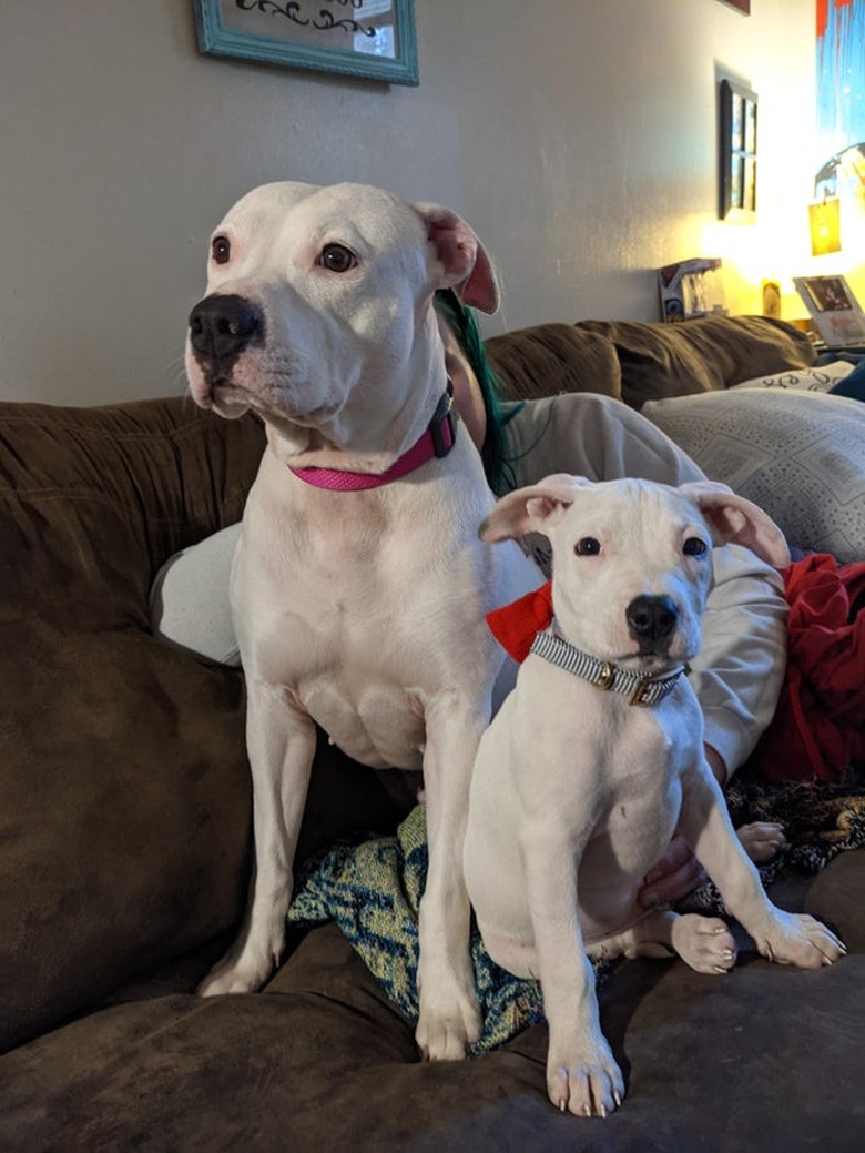 Adult white dog with black nose sitting on couch next to matching puppy