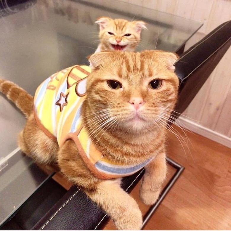 Orange striped Scottish fold cat with matching kitten