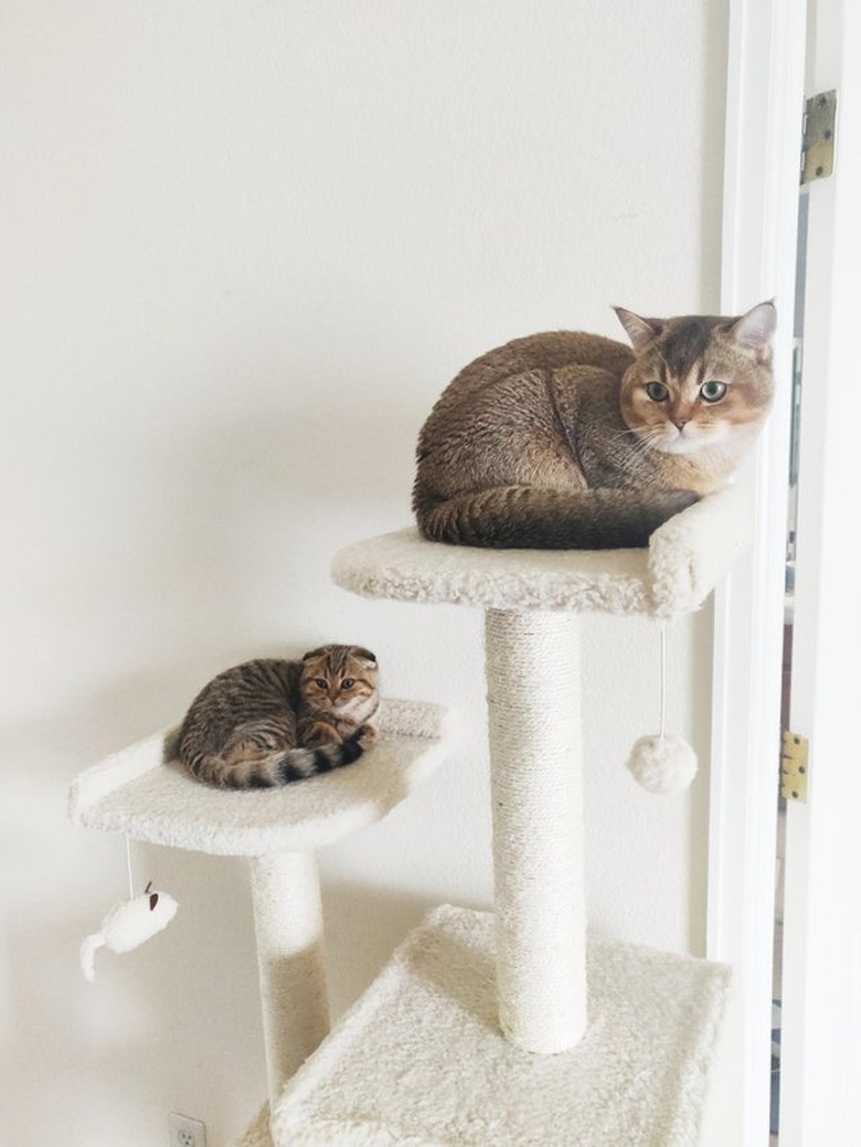 Matching cat and kitten in same position on side-by-side cat trees