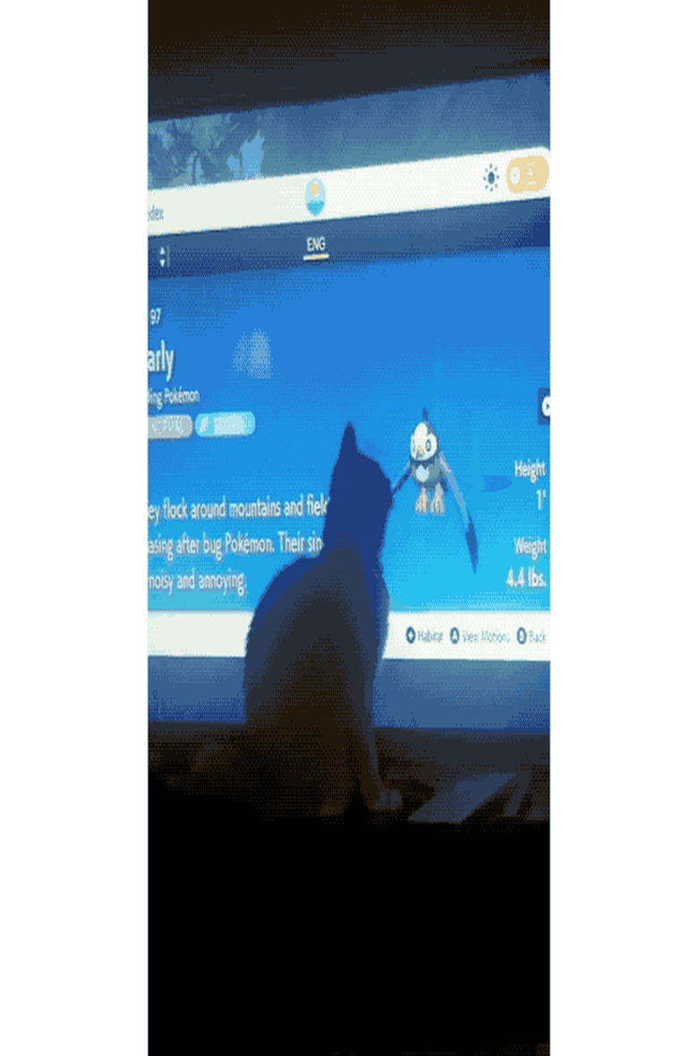 An orange cat is confused by a cartoon bird on a TV screen.