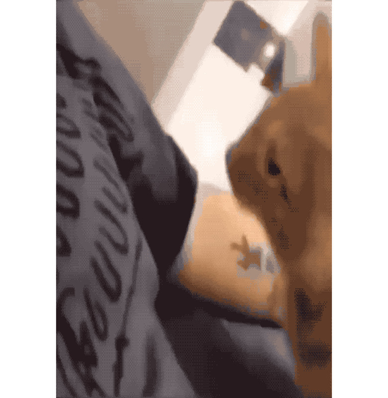 An orange cat crawls onto a person's chest for cuddles.