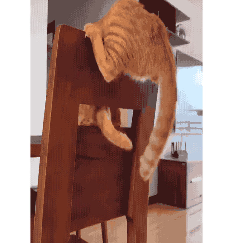 An orange cat is on a chair and trying to grab their tail.