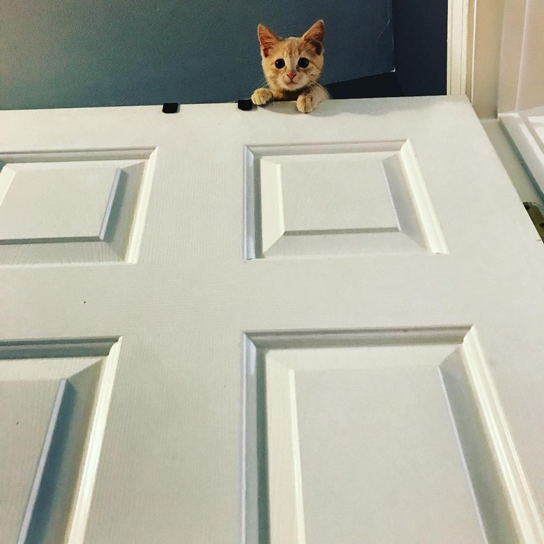 17 cats that are basically just furry house monkeys