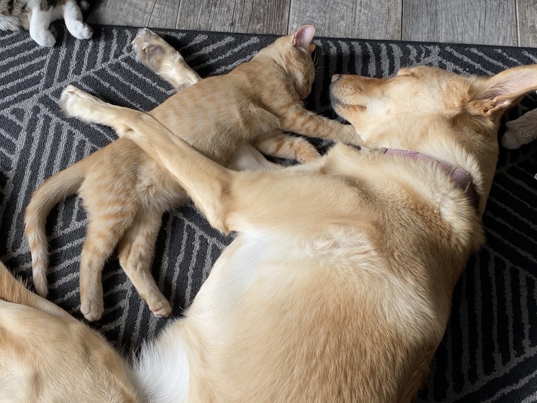 Large dog and kitten sleeping on floor.