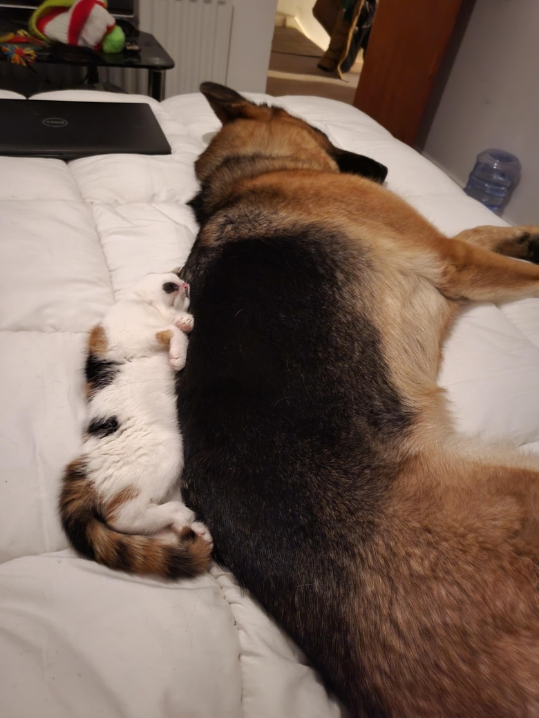 Kitten is big spoon to large German shepherd's little spoon.