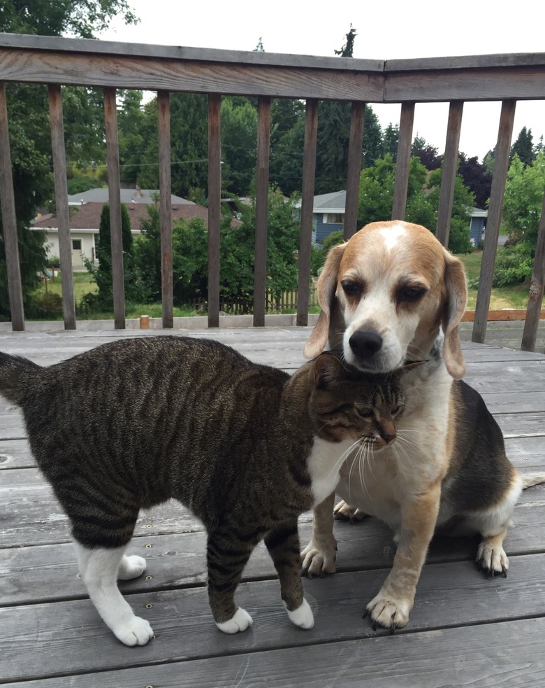 Cat gives affectionate head bump to beagle's chin.