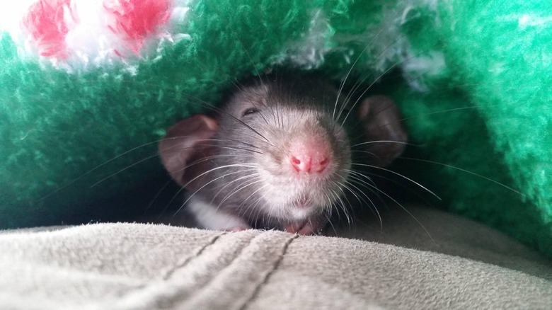 Sleepy rat under blanket