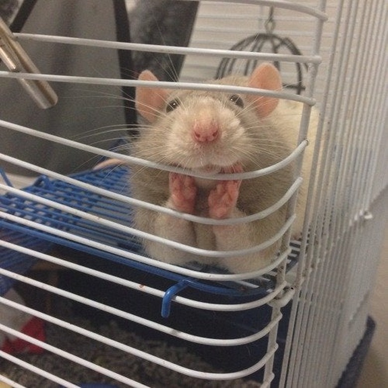 Rat propping its chin on its paws