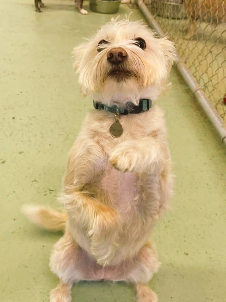 dog stands up for treats.