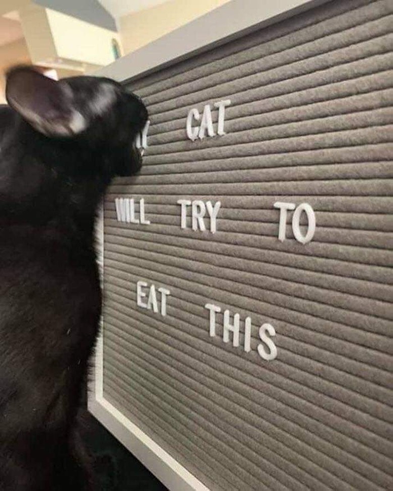 Black cat eating letters off of a letterboard that says, 