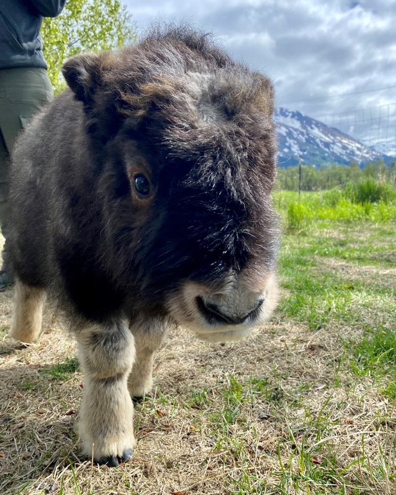 Adorable baby muskox looking at camera.