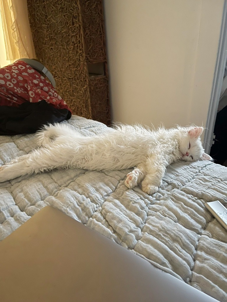 cats coat turns curly after spending too much time near the humidifier.