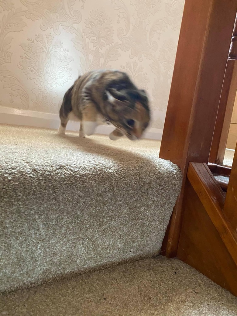 cat jumping off stairs