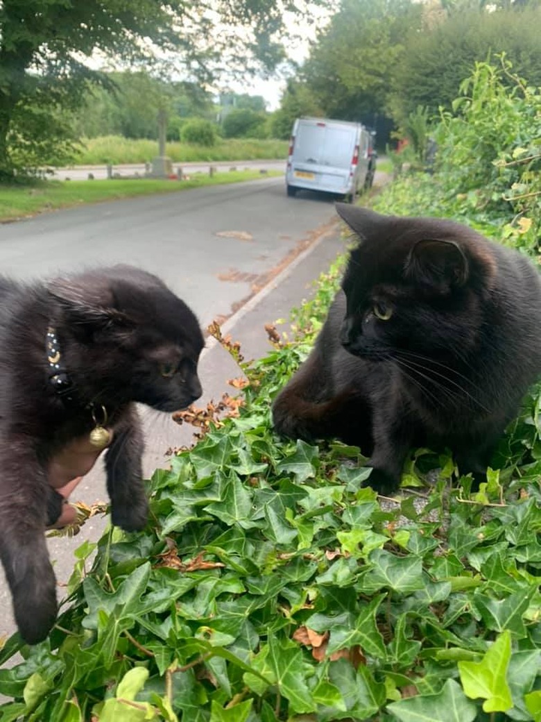 black cat nervous about meeting other black cat