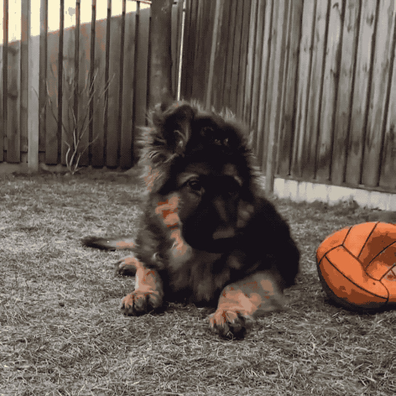 dog stares at food