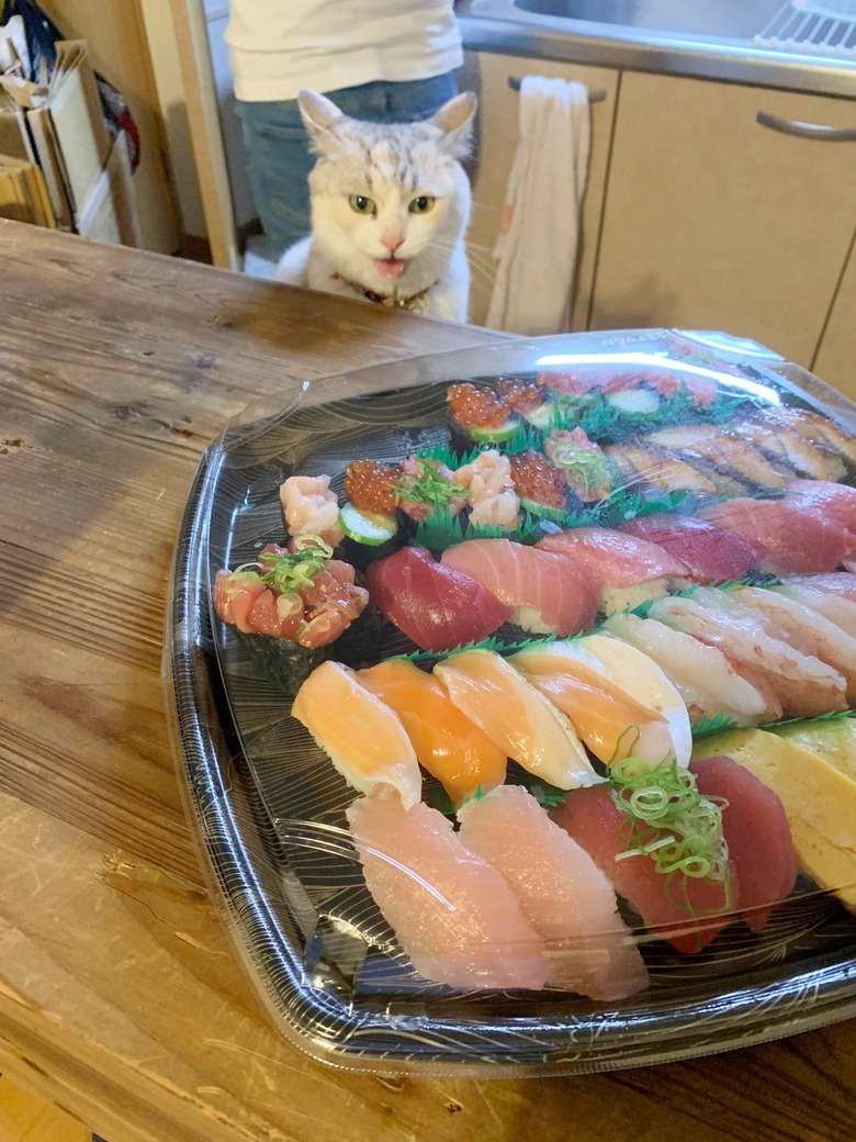 cat stares as sushi