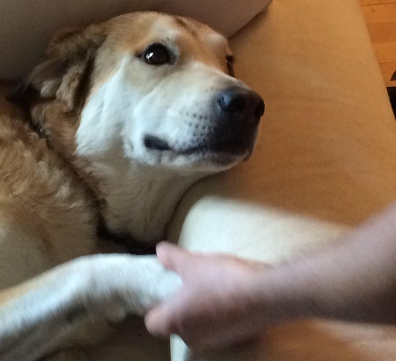 dog grateful for person bringing them food