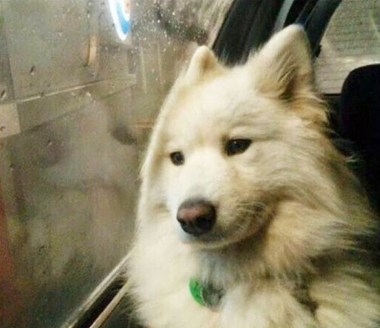 dog rides in car through car wash