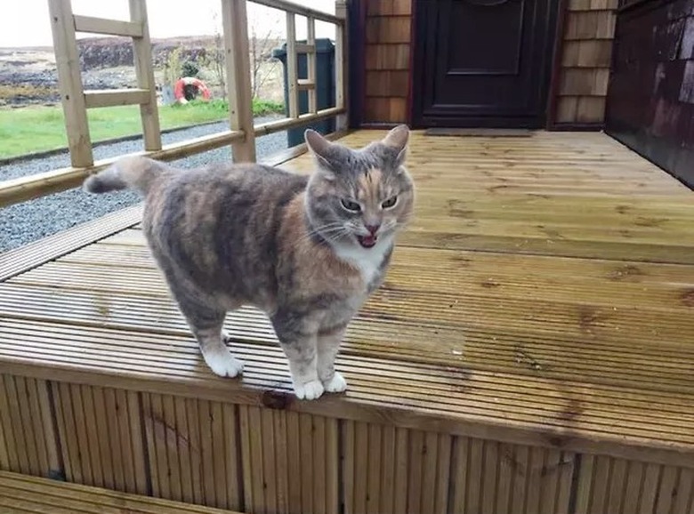 talkative cat at Airbnb