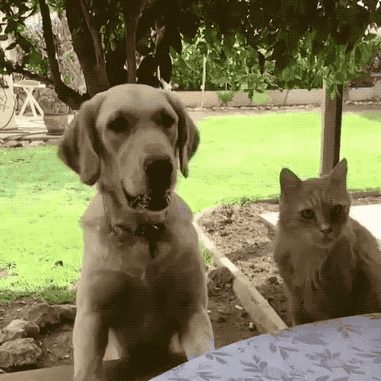 cat blocks dog from catching treat