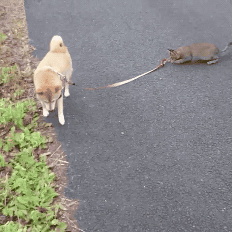 cat holds dog's leash