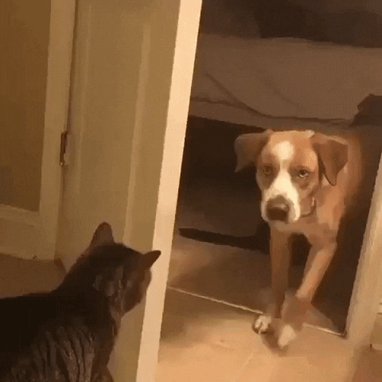 cat closes door on dog